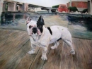 Fiona SouthwellBuddy on the Boardwalk