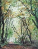 Keith Robinson 2.  Elloughtondale Woods