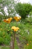 HoweOrangeplantformweb