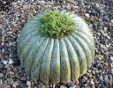 Howeplanter6web