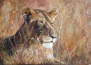 Keith Robinson 3.  Lioness