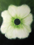 Lesley Webb White flower