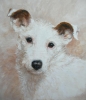 Fennell Blossom