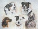 Fennell Gorgeous gang